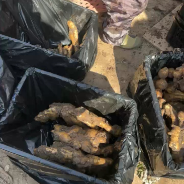 山东大黄姜/坏烂包赔专业对接（出口/电商/商超/加工厂）