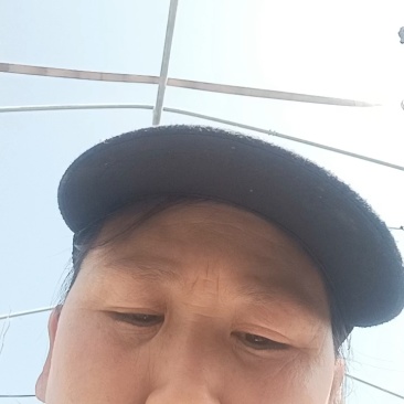 【葡萄苗】阳光玫瑰，茉莉香，巨峰等葡萄苗