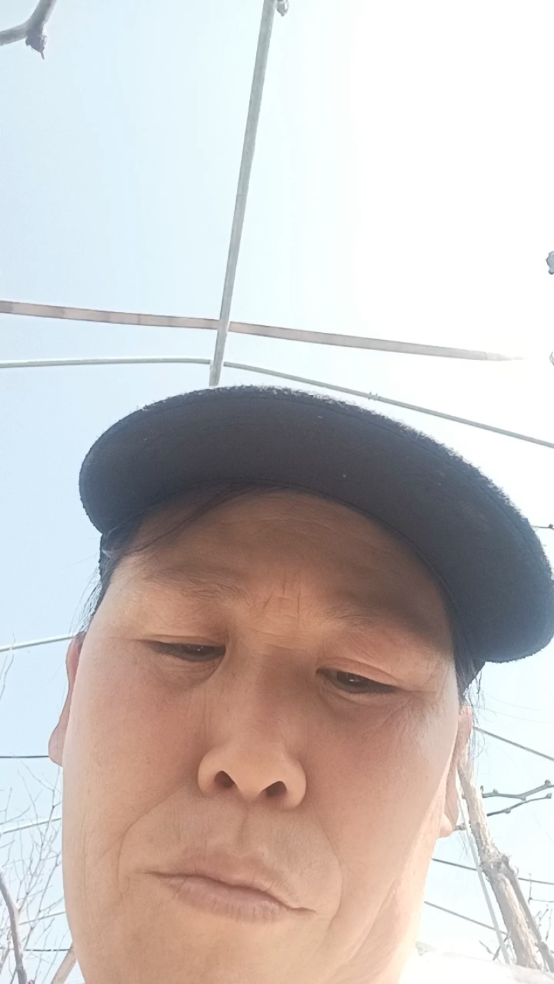 【葡萄苗】阳光玫瑰，茉莉香，巨峰等葡萄苗