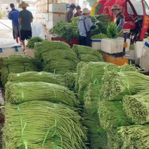 豆角豇豆长豆角大量有货新苗上市产地直销