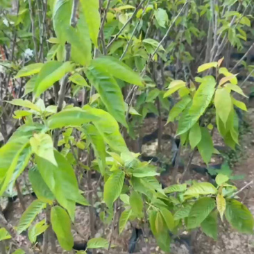 樱桃苗红妃樱桃苗玛瑙红樱桃苗地苗杯苗基地直供