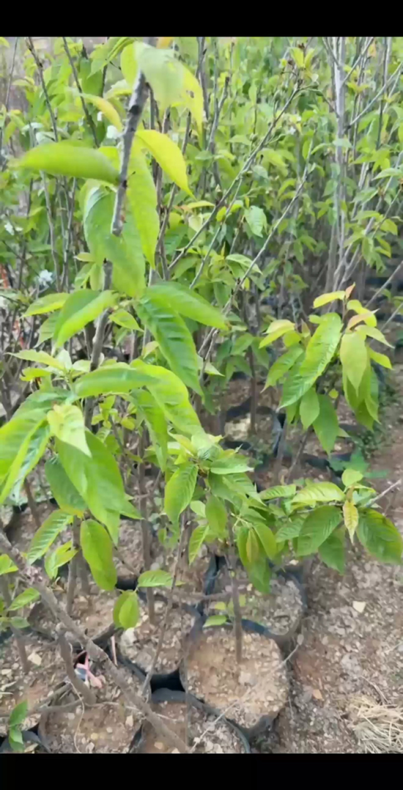 樱桃苗红妃樱桃苗玛瑙红樱桃苗地苗杯苗基地直供
