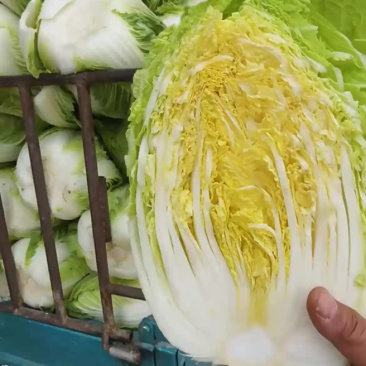 高山黄心大白菜毛白菜大量有货。欢迎各位老板订购