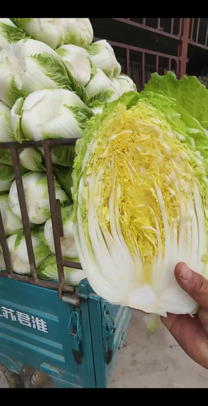 高山黄心大白菜毛白菜大量有货。欢迎各位老板订购