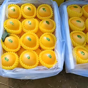 河北唐山乐亭县黄油桃