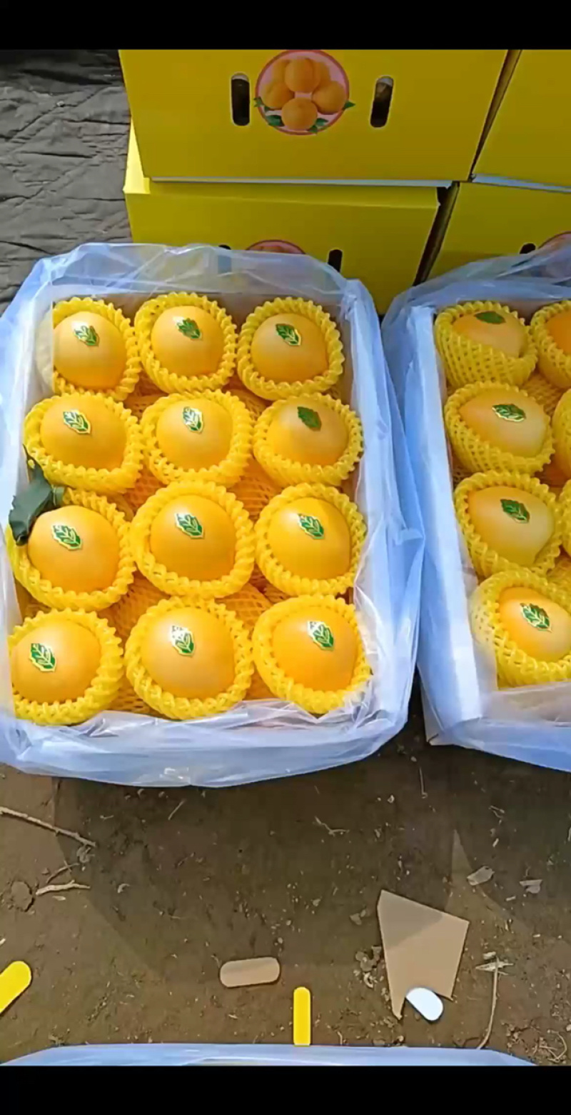 河北唐山乐亭县黄油桃