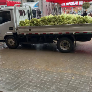 河南精品白帽蒜薹需要联系