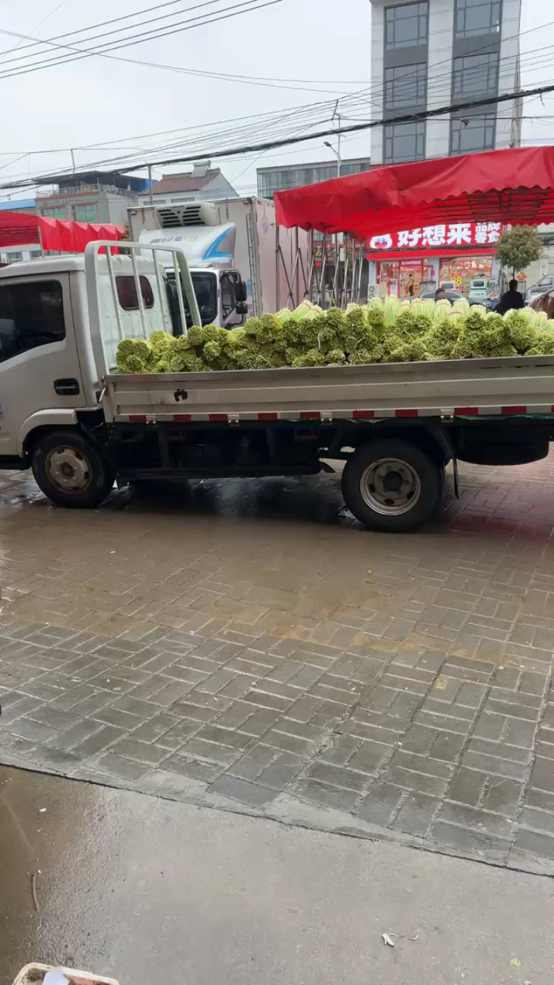 河南精品白帽蒜薹需要联系