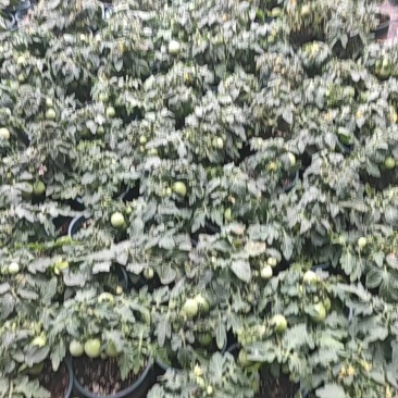 寿光矮生小番茄红黄黑盆栽