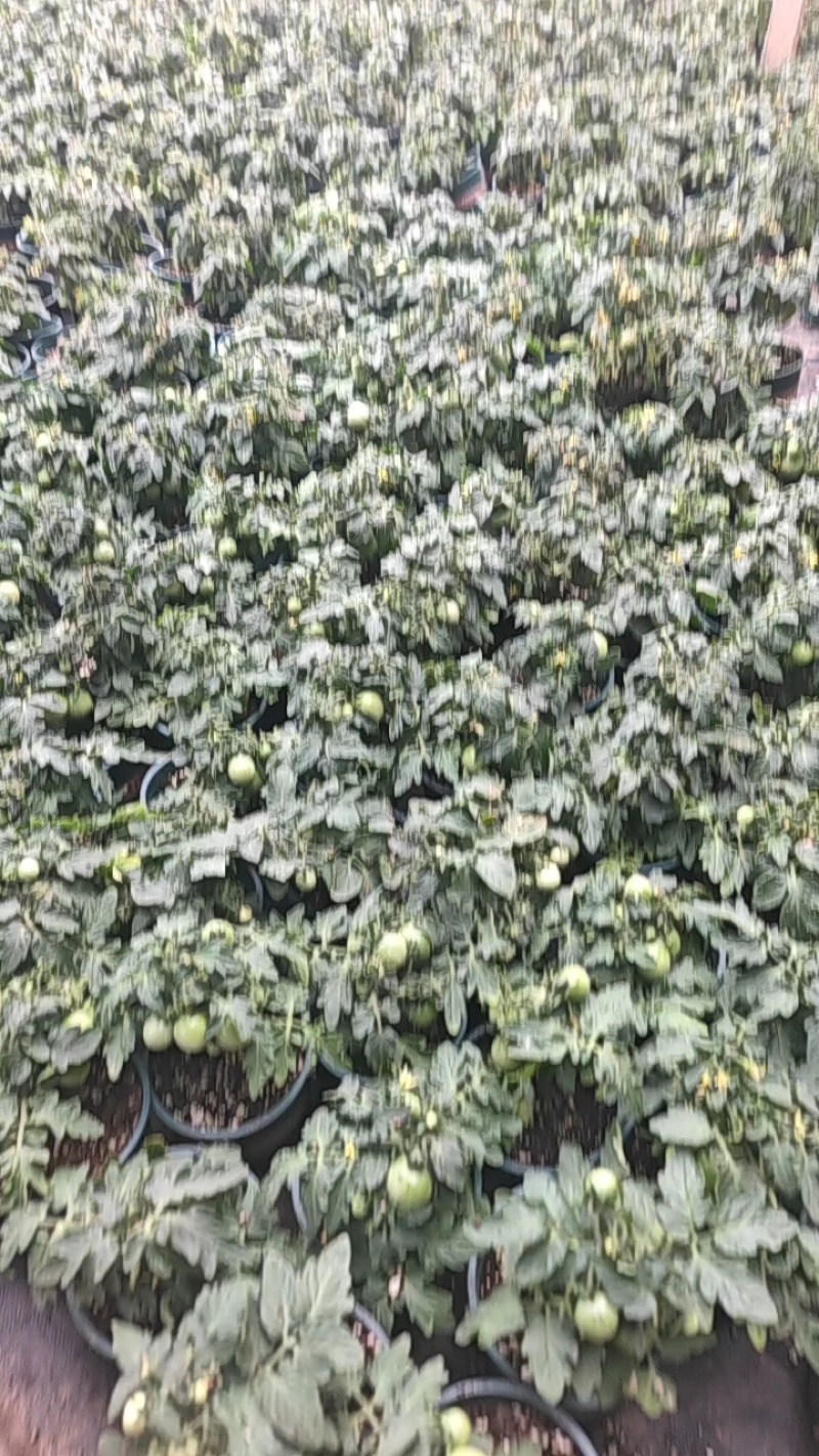 寿光矮生小番茄红黄黑盆栽
