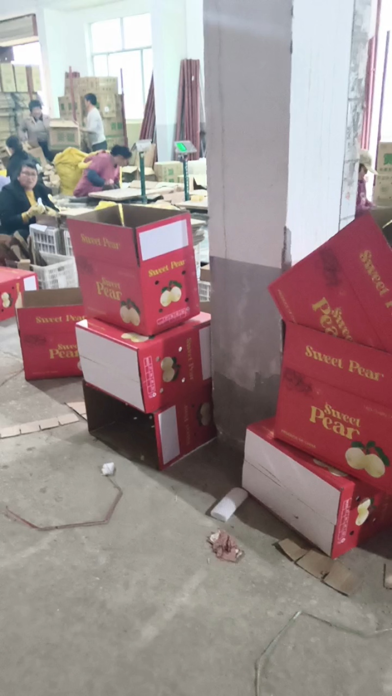 【蒲城早酥梨】陕西酥梨青梨青把梨大量上市现货供应