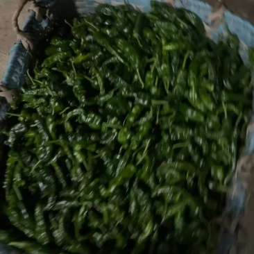 皱皮椒