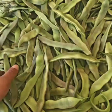 东北大油豆，货量充足！