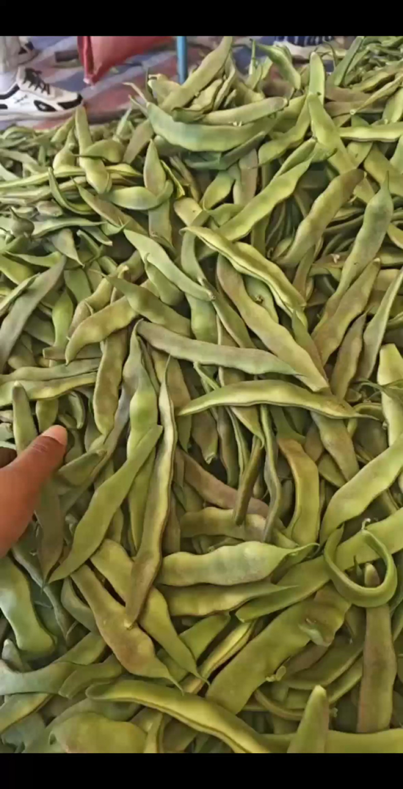 东北大油豆，货量充足！