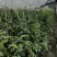 精品L25蓝莓自家基地发货一手货源全国供应可视频