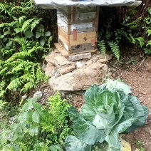 湖北十堰土蜂蜜