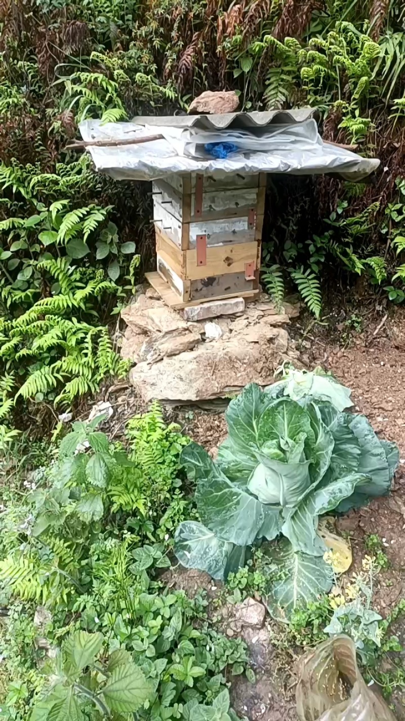 湖北十堰土蜂蜜