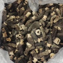 泗洪羊肚菌