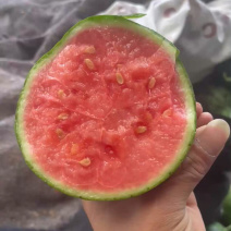 大量低价上市小糖丸脆皮无籽小西瓜小吊瓜，头茬鲜瓜产地批发