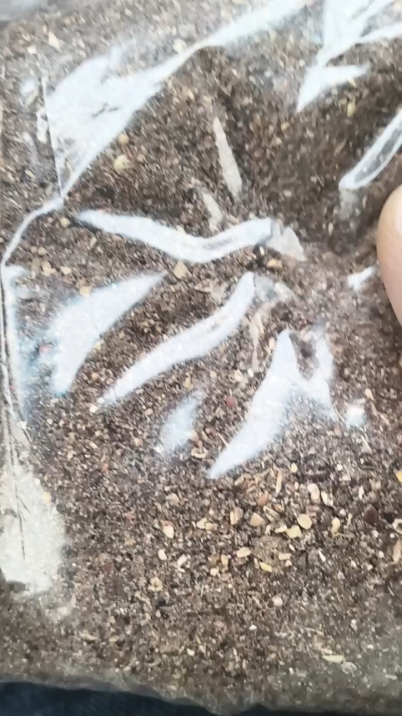 枣粉厂家直发，欢迎来电。诚信经营量大价优