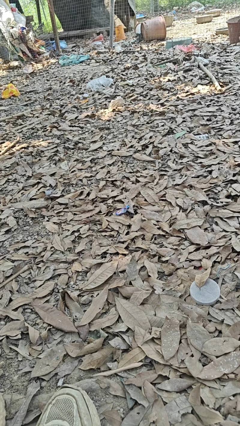 广西省合浦县冬瓜