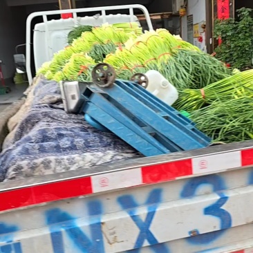 【蒜台】精品蒜苔，一手货源支持视频看货保证质量，干苔