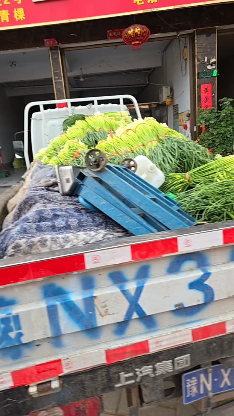 【蒜台】精品蒜苔，一手货源支持视频看货保证质量，干苔