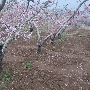 纸袋突围甜桃、永莲蜜桃2号水蜜桃6月15日大量上市