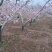 纸袋突围甜桃、永莲蜜桃2号水蜜桃6月15日大量上市
