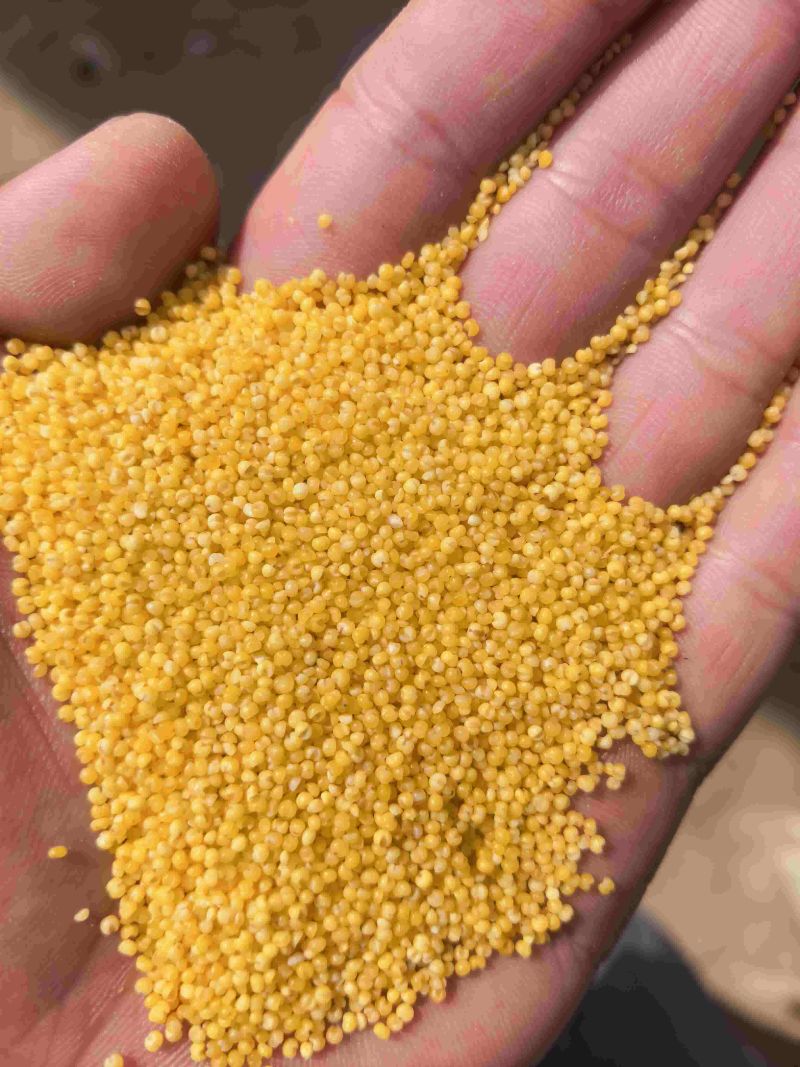【精选】厂家批发黄小米，价格优惠，质量稳定量大从优