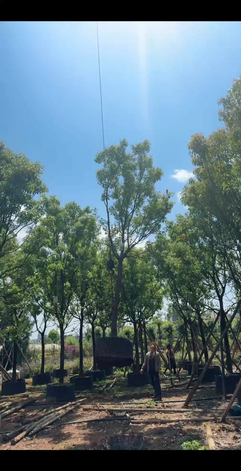 香樟云南香樟种植基地，对接批发零售货源充足稳定