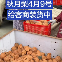 秋月梨火爆收货中，口感甜价格实惠！