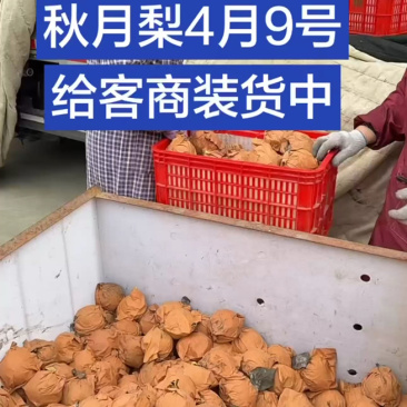 秋月梨火爆收货中，口感甜价格实惠！