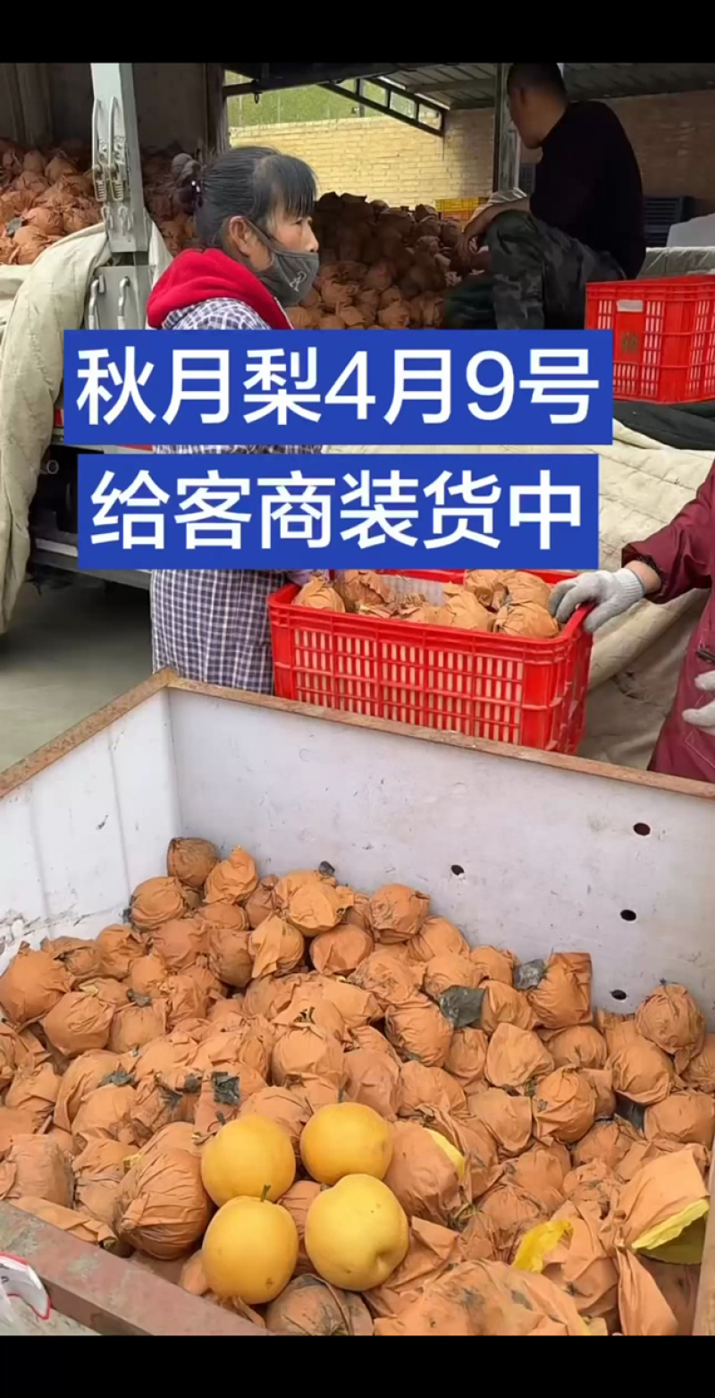 秋月梨火爆收货中，口感甜价格实惠！