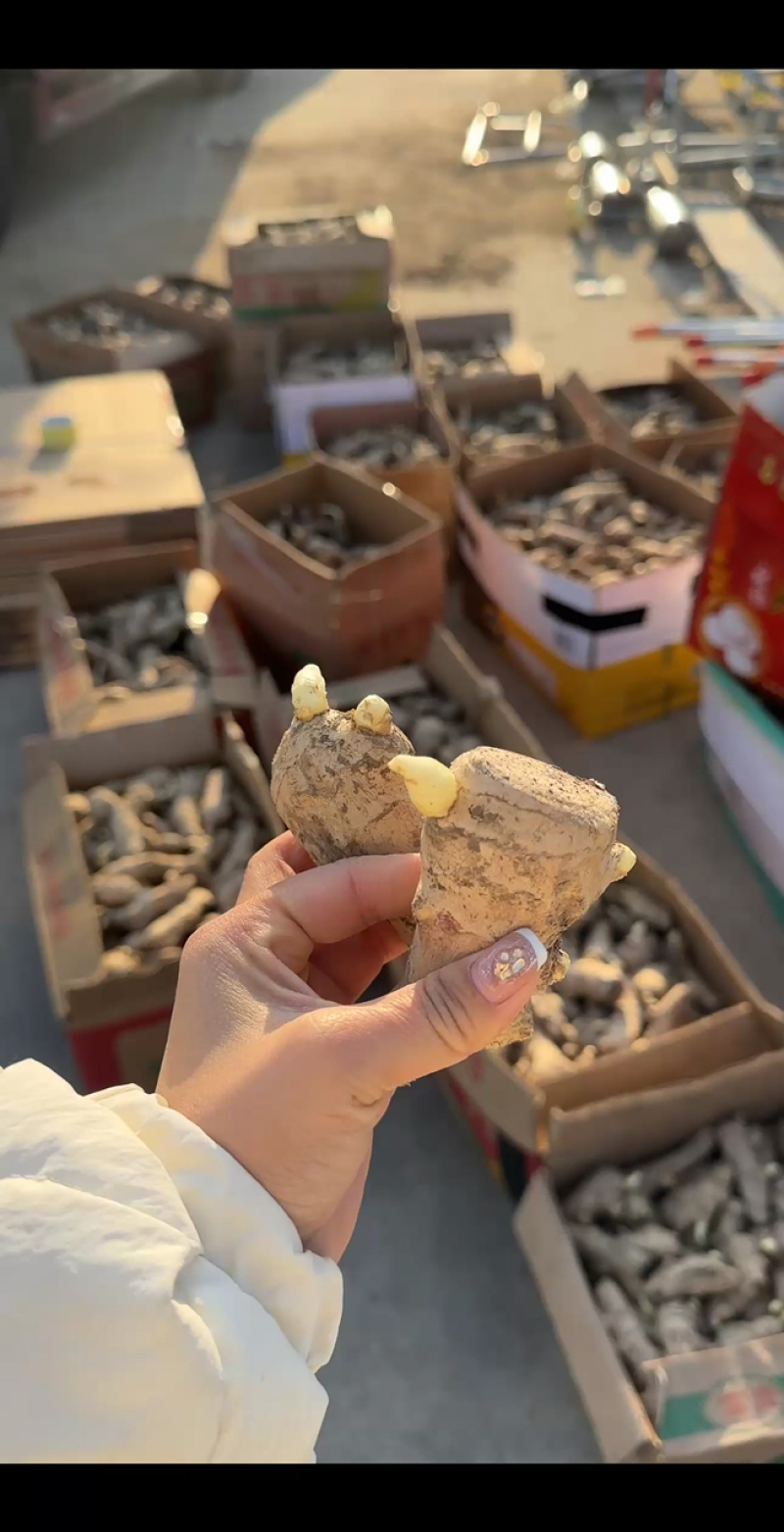 -生姜种子/保质保量/专业种植/上门指导（种植包回收）