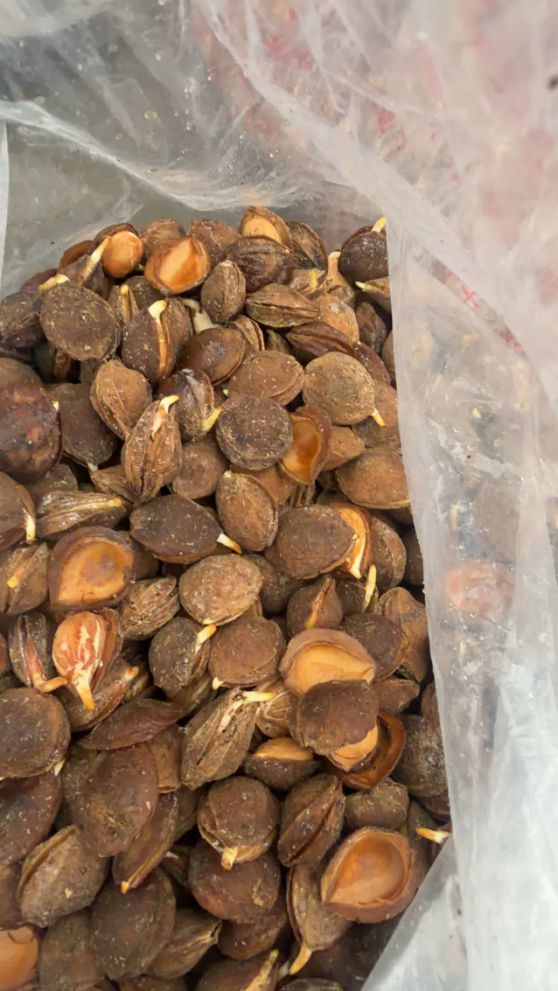 杏种子，手选个个发芽，裂口，一斤300多粒