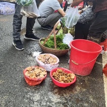 野生松菇品质保证，量大从优，价格可谈欢迎电联，视频看货