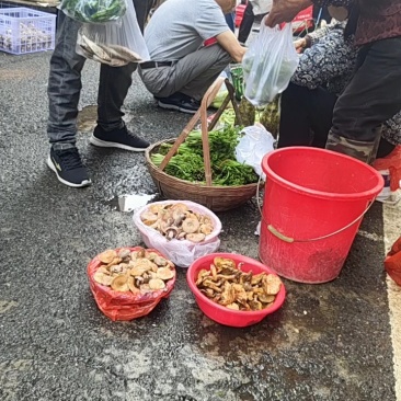 野生松菇品质保证，量大从优，价格可谈欢迎电联，视频看货