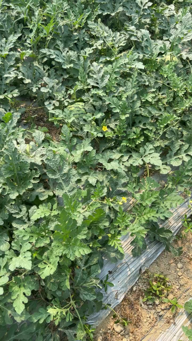 广东汕尾农友特小凤西瓜自有基地一手货源价格面议！