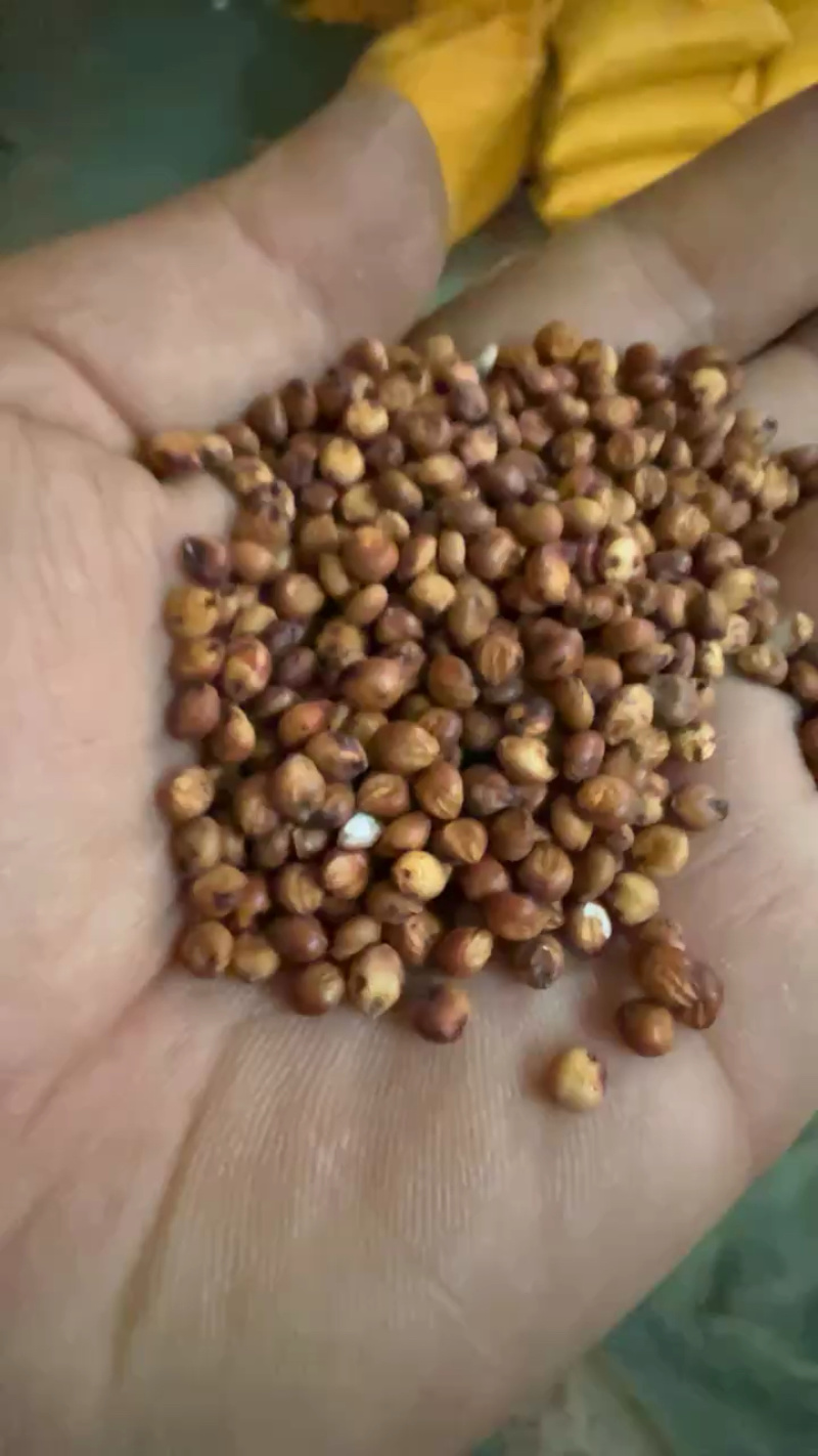 东北红高粱颗粒大品质保证量大优惠产地直发欢迎咨询