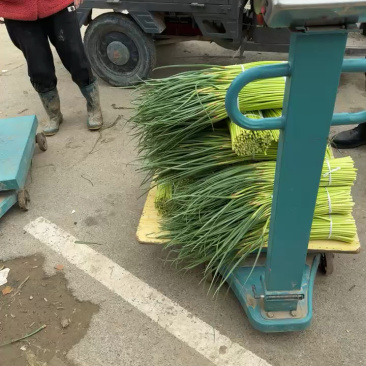 淮阳蒜苔【红帽蒜薹】干苔对接各大市场，商超，电商及入库客