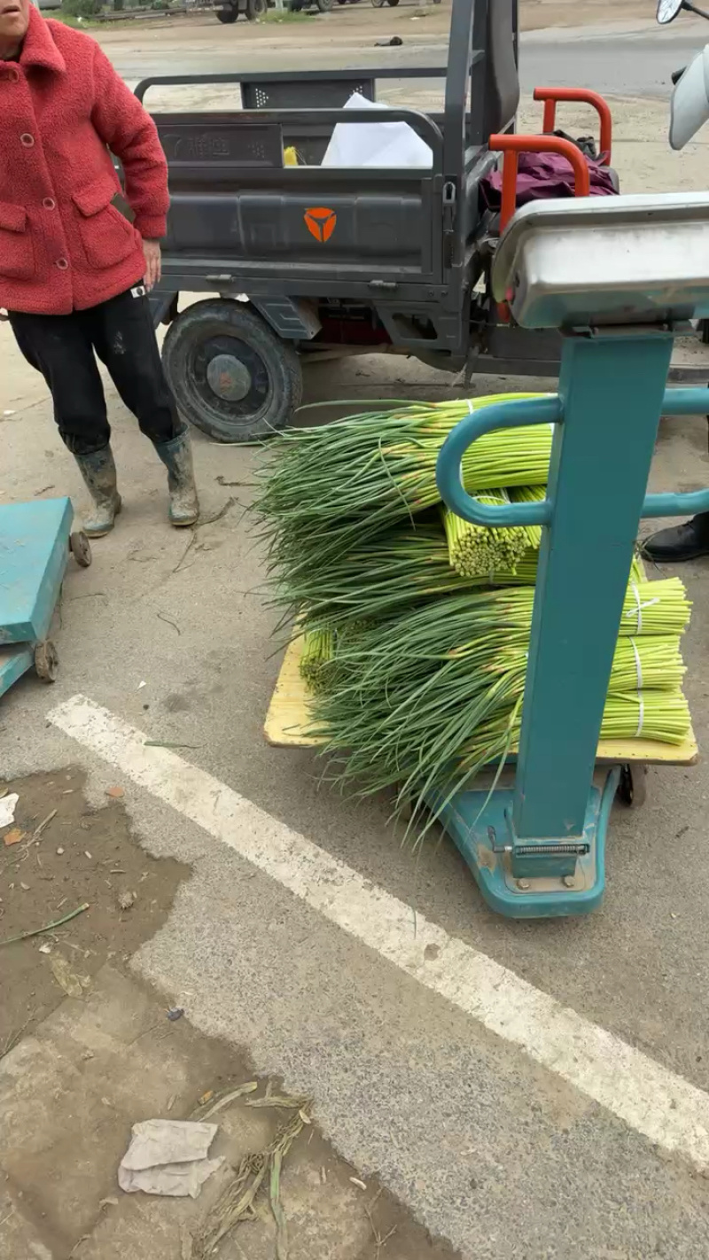 淮阳蒜苔【红帽蒜薹】干苔对接各大市场，商超，电商及入库客