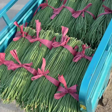 豇豆青条豆角长豆角一手货源基地直发量大从优