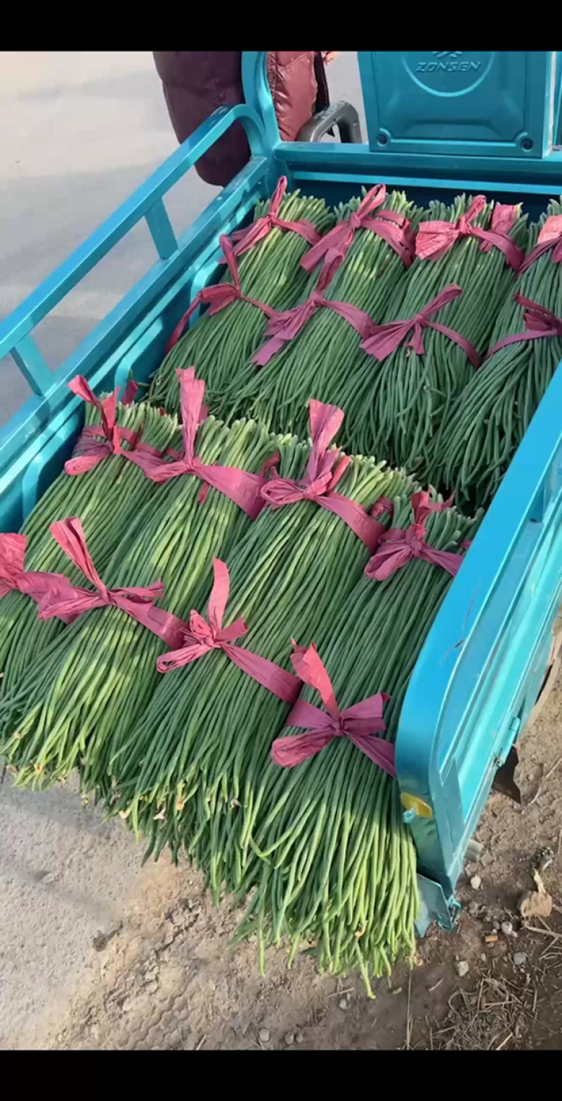 豇豆青条豆角长豆角一手货源基地直发量大从优