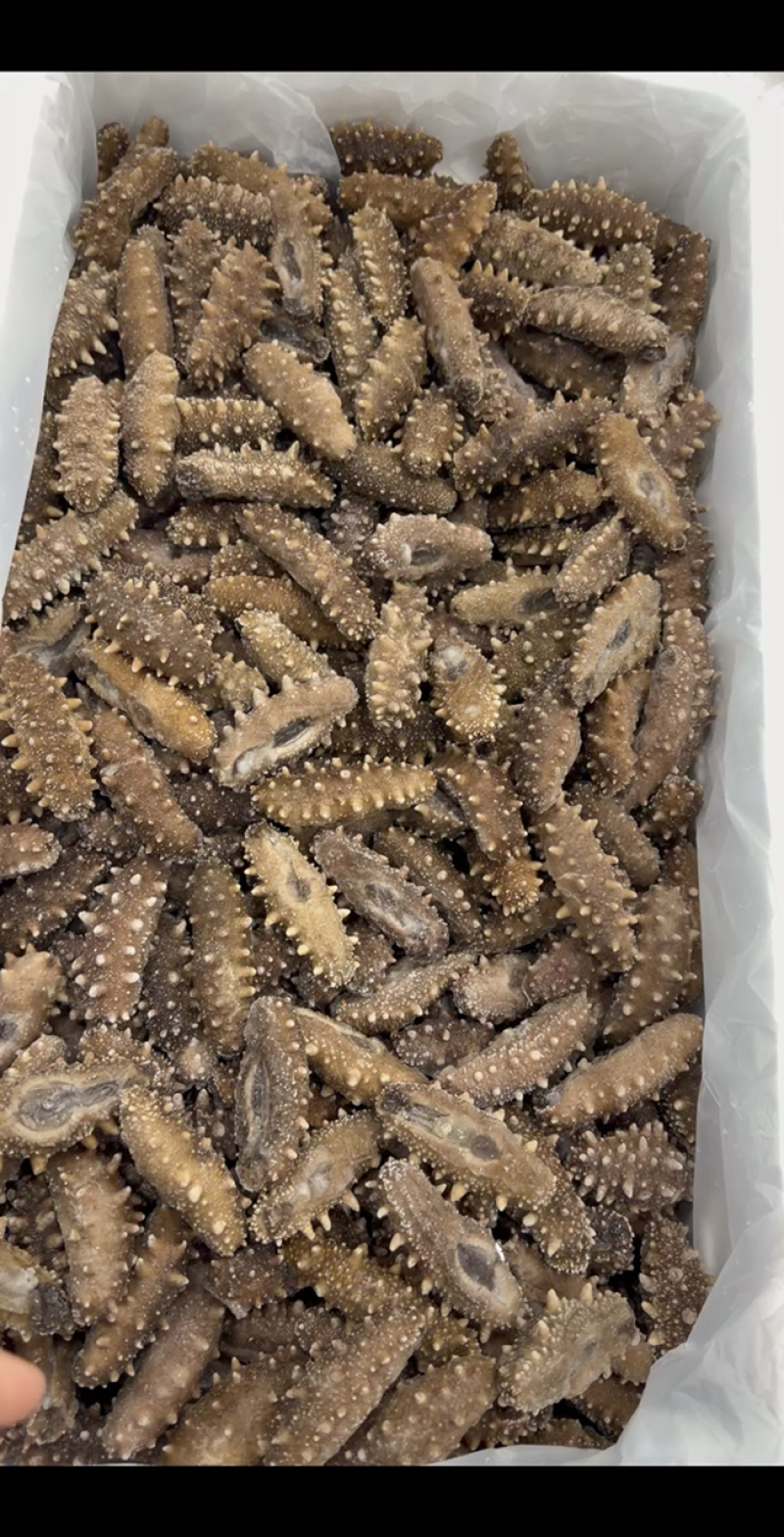 20头左右的大连鲜食口感的海参