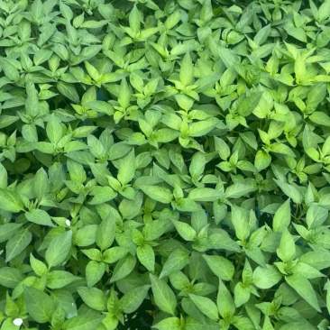 辣椒苗，好种又高产，带土发货，成活率高，正宗辣椒苗，品质