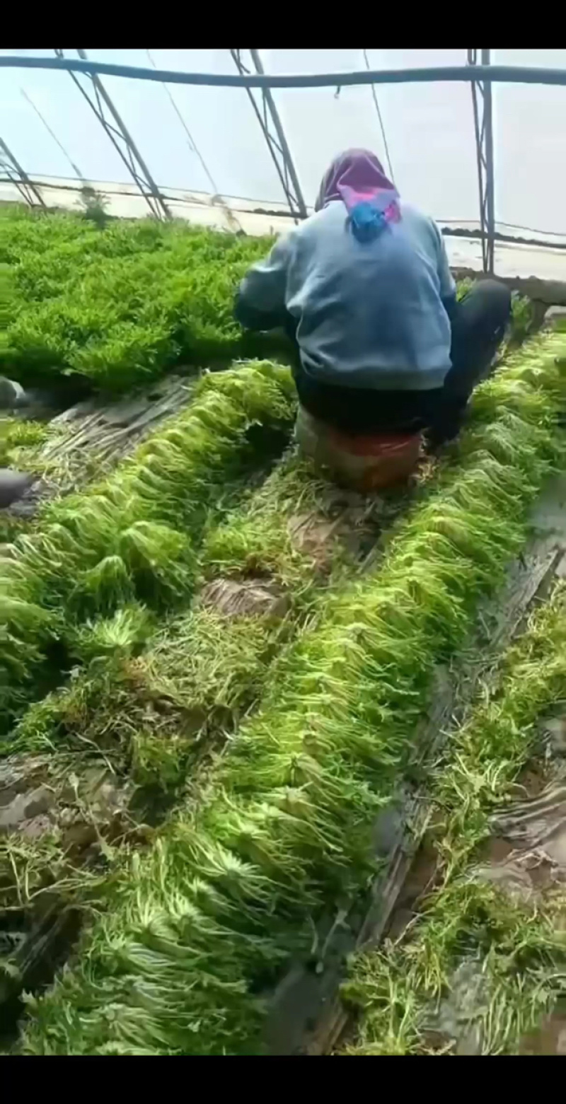 辽宁苦菊细叶苦菊产地直发可视频看货欢迎来电采购