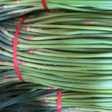 开封精品红帽蒜苔产地直发质量三包直发全国对接电商
