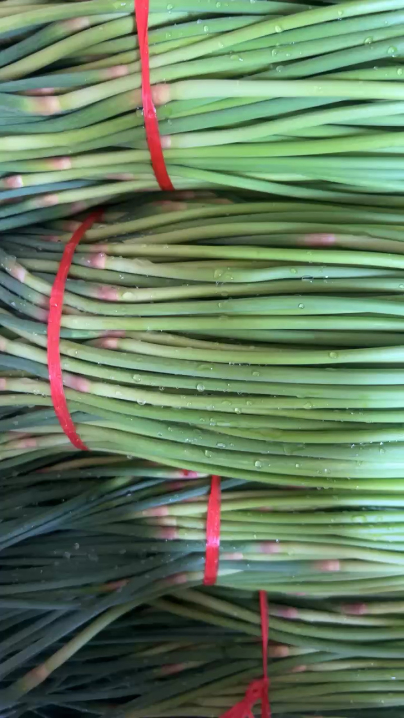 开封精品红帽蒜苔产地直发质量三包直发全国对接电商