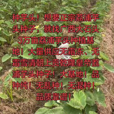 3万亩大基地大量供应荔浦芋头种子
